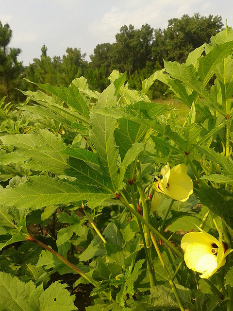 Picked 60 pounds of okra and more is flowering