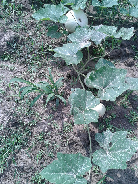 Pumpkins keep getting bigger