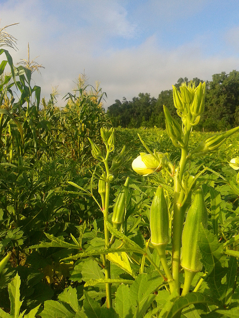 Okra and corn