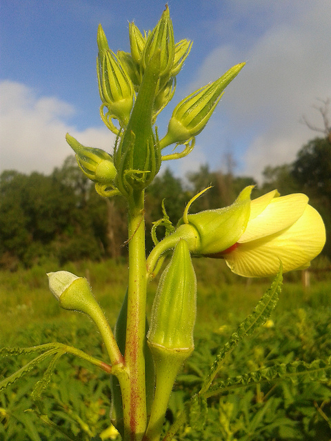 Bloom and okra