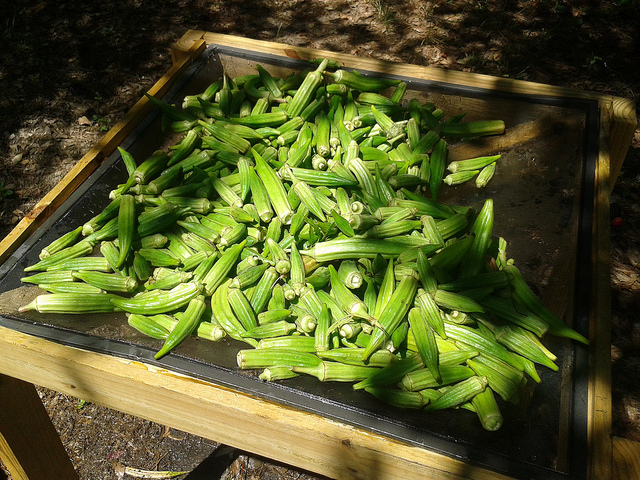 Washed and drying before chopping up for dehydrating