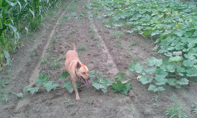 Yellow Dog with a pumpkin