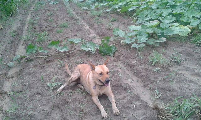 Yellow Dog guarding a pumpkin