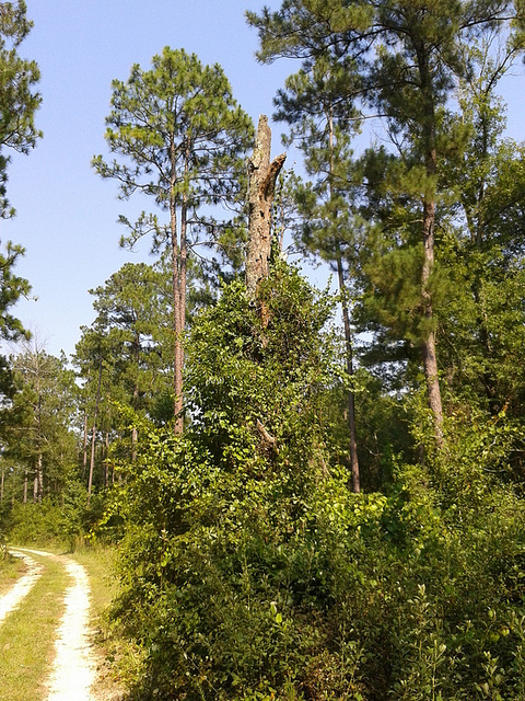 Dead oak