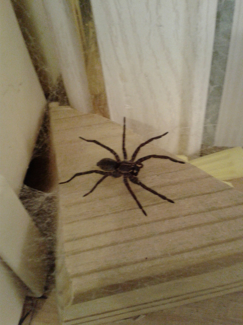 The spider that keeps insects out of the bathroom