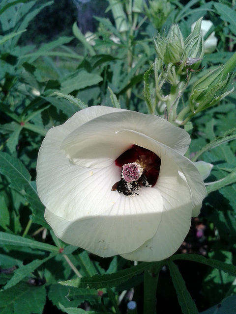 This is how we get new okra to eat