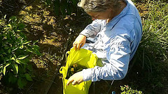 Gretchen picking peppers