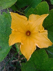 Pumpkin flower closeup