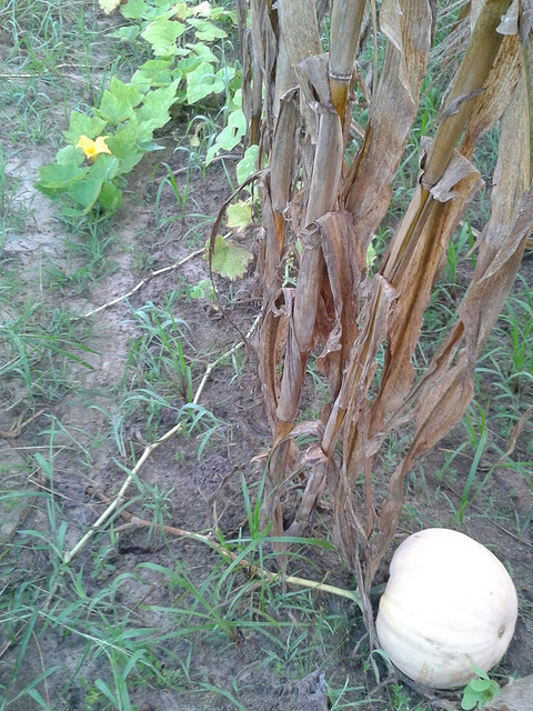 Pumpkin and flower