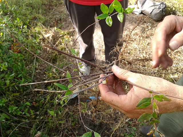 Root closeup