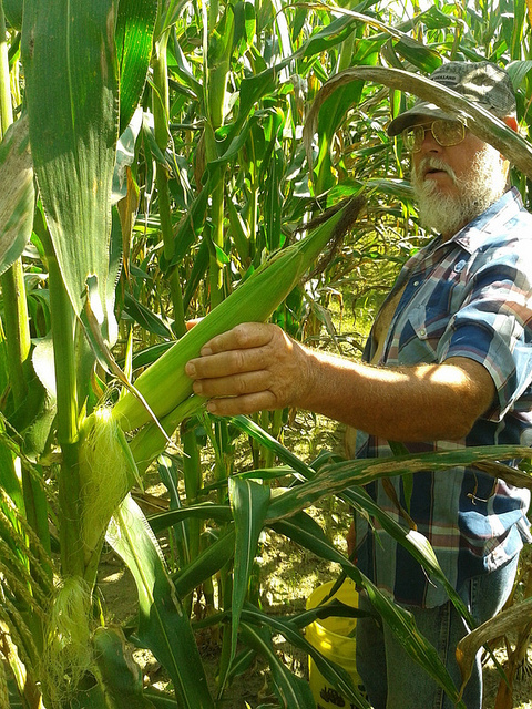 Terry Davis picking corn