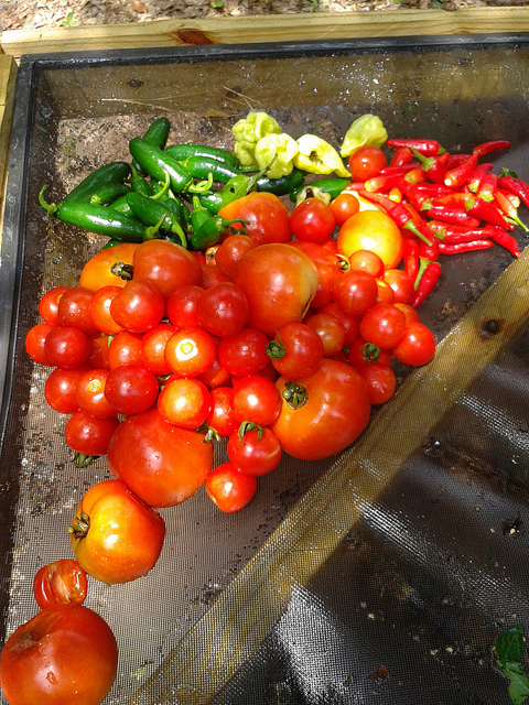 After: Tomato, jalapeno, habanero, bird pepper