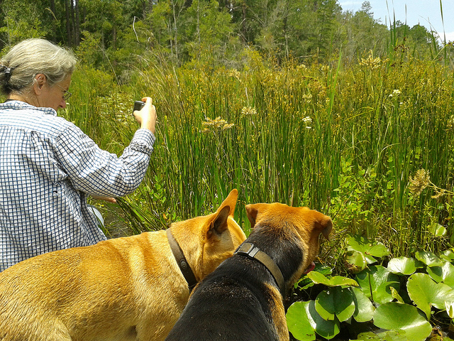 Gretchen, Yellow Dog, Brown Dog, and the floating meadow