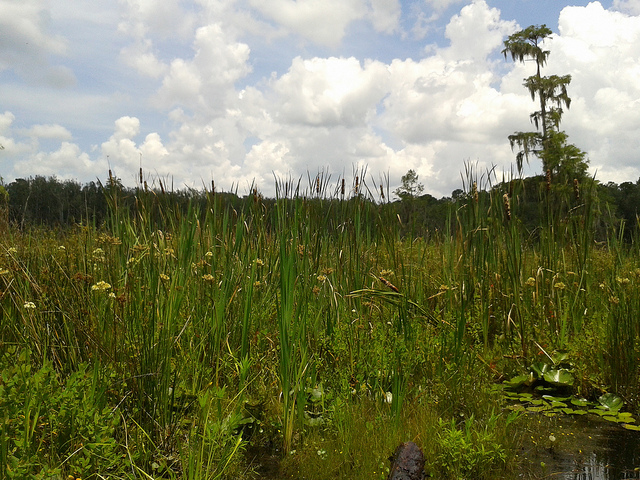 Floating meadow