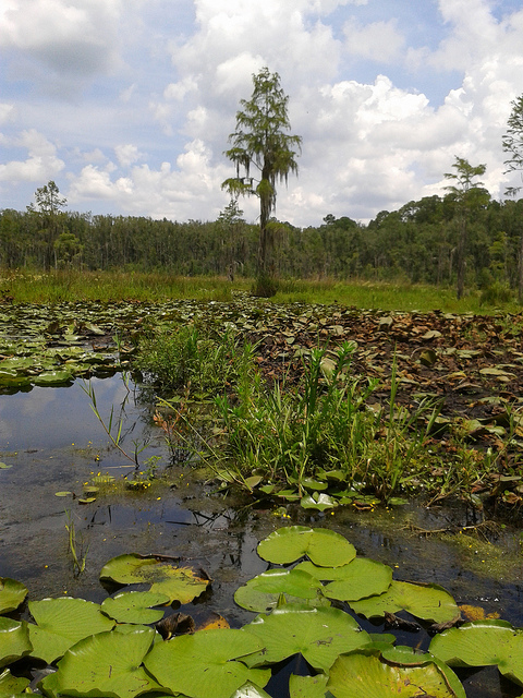 Floating bottom with heron tree