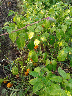 Habanero and okra