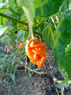 Habanero