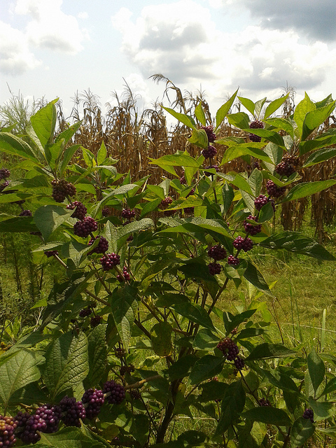 Callicarpa