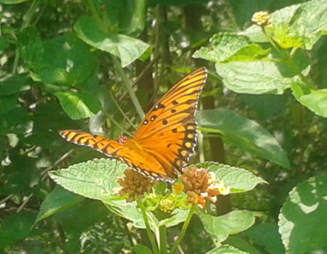 Orange sun crop