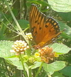 Orange crop