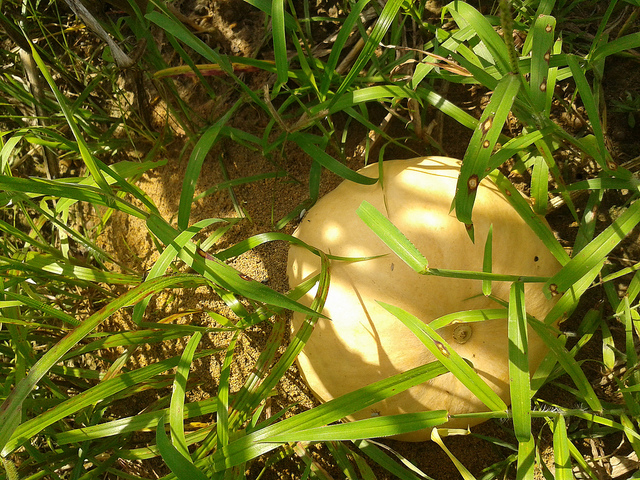 Fire ants have a pumpkin roof