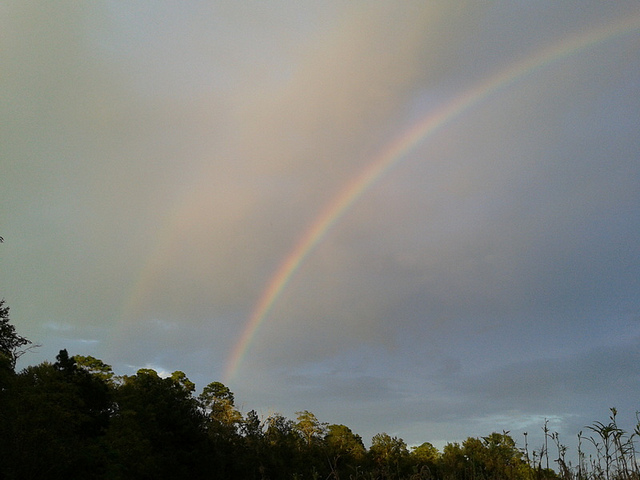 Landscape of two rainbows, pines, and okra