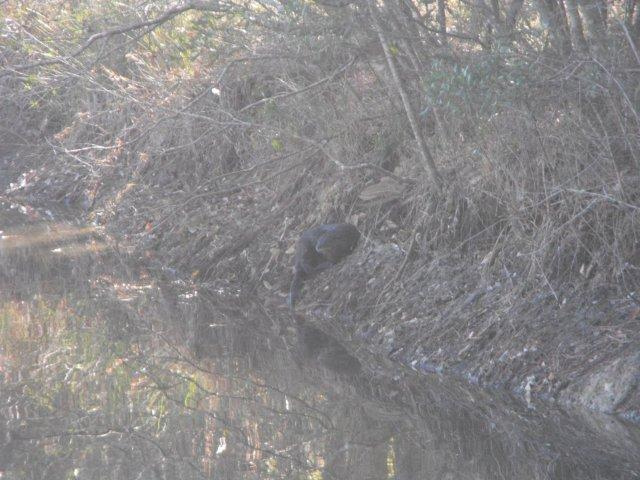 Otter on dam