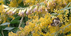 bee on goldenrod