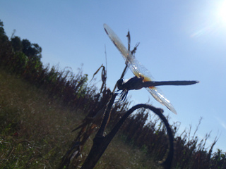 Skeeter hawk with sun