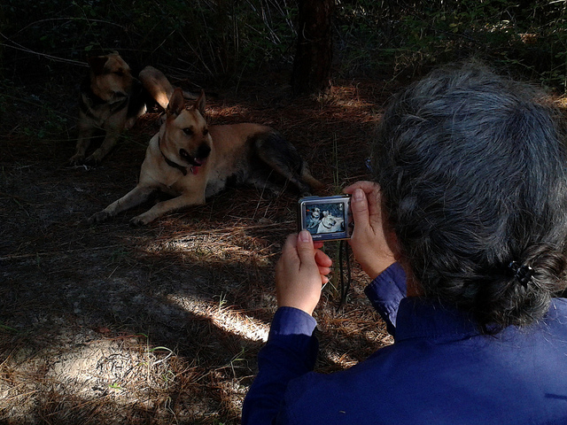 Picture of Gretchen taking a picture of dogs.