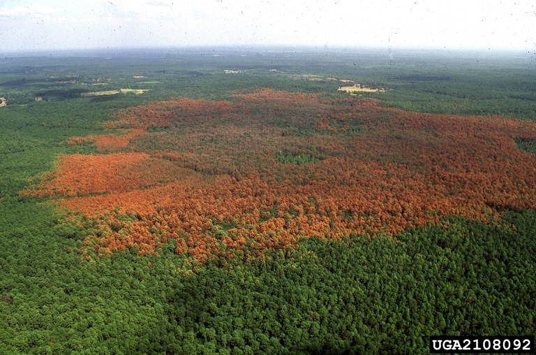 acres of pine trees dead due to pine beetles