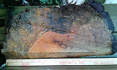 slash pine killed by pine beetles