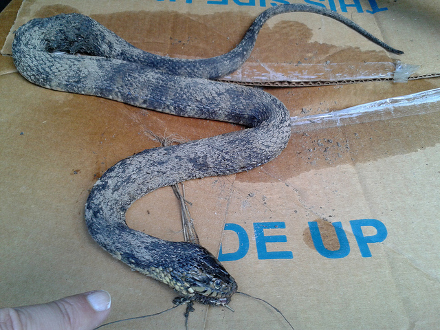 A snakey present from the dogs