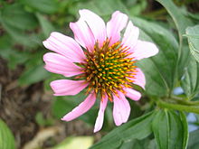 Tennessee coneflower, Echinacea tennesseensis