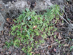 Japanese climbing fern on native Smilax