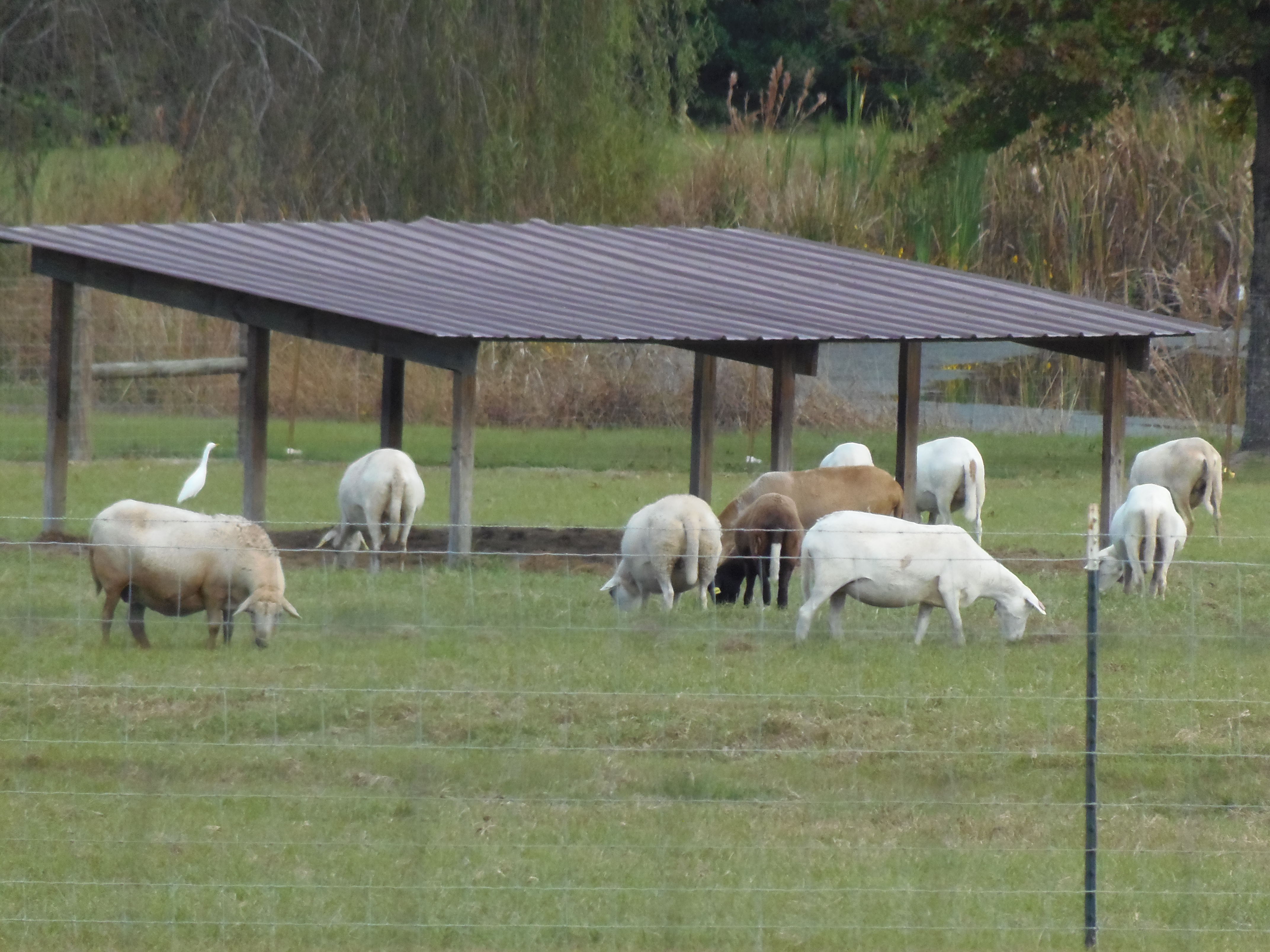 Katahdin sheep grazing