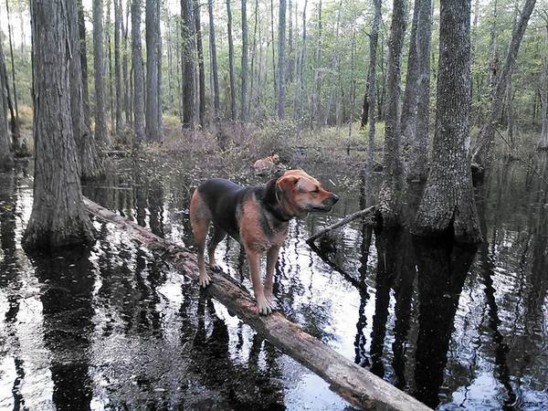 600x450 Brown Dog on a floating log and Yellow Dog in the water, in Swamp Circus Act, by John S. Quarterman, for Okra Paradise Farms, 11 April 2014