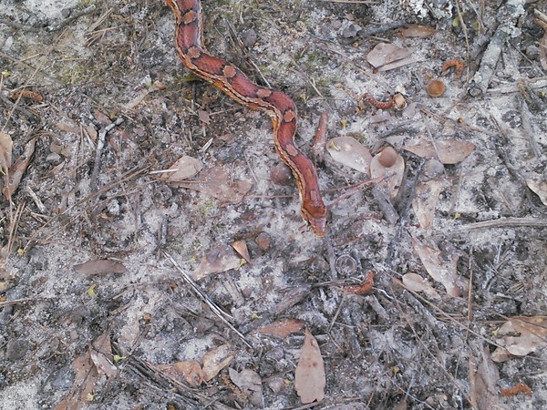 600x450 Hi there., in Corn Snake, by John S. Quarterman, for Okra Paradise Farms, 15 April 2014