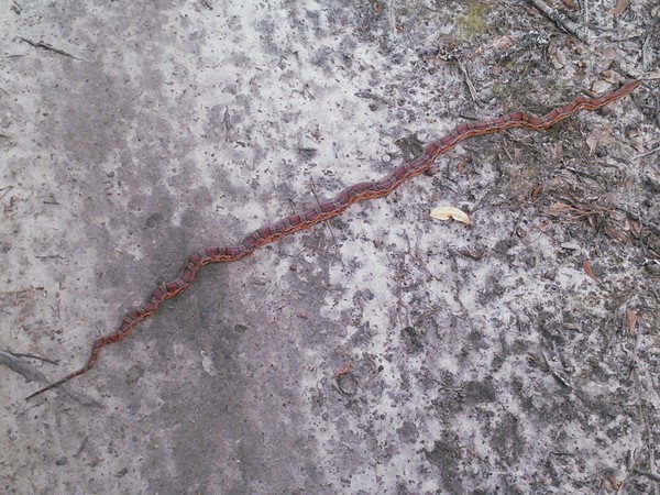 600x450 Full length., in Corn Snake, by John S. Quarterman, for Okra Paradise Farms, 15 April 2014