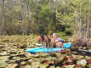 300x225 Crowded in there!, in Two dogs in a small kayak, by John S. Quarterman, for Okra Paradise Farms, 29 May 2014