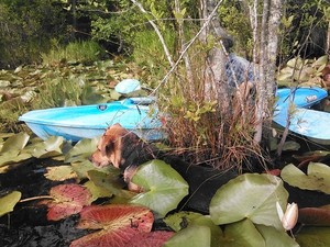 300x225 Brown Dog found Gretchens boat, in Two dogs in a small kayak, by John S. Quarterman, for Okra Paradise Farms, 29 May 2014