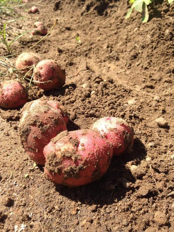 600x800 In the ground, in Unearthing buried treasure, by Gretchen Quarterman, for Okra Paradise Farms, 16 May 2014