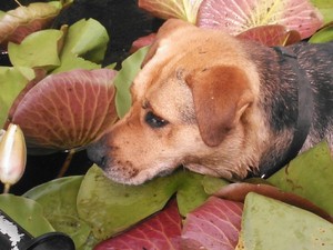 300x225 Brown Dog went for a swim instead, in Two dogs in a small kayak, by John S. Quarterman, for Okra Paradise Farms, 29 May 2014