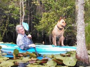 300x225 Yellow Dog, apparently, in Two dogs in a small kayak, by John S. Quarterman, for Okra Paradise Farms, 29 May 2014