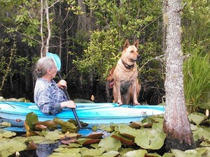 300x225 Who wants to get in?, in Two dogs in a small kayak, by John S. Quarterman, for Okra Paradise Farms, 29 May 2014