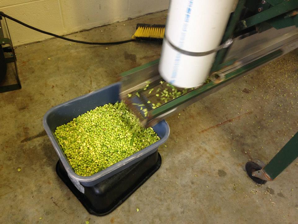 960x720 Shelled in just a moment, in Canning Class at Lowndes High School, by Gretchen Quarterman, for Okra Paradise Farms, 18 June 2014