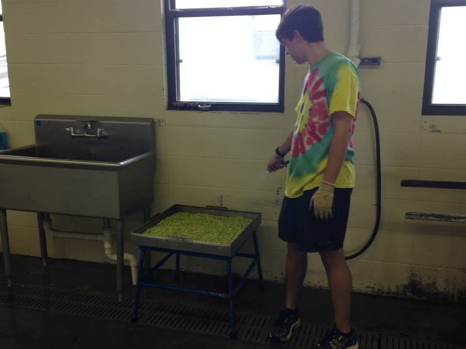 960x720 Rinsing the peas, in Canning Class at Lowndes High School, by Gretchen Quarterman, for Okra Paradise Farms, 18 June 2014