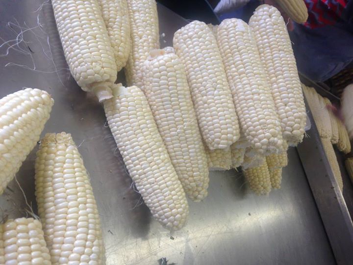 720x540 Silver Queen corn by Martha Griffis, in Canning corn and peaches at Lowndes High School, by Gretchen Quarterman, for OkraParadiseFarms.com, 12 July 2014