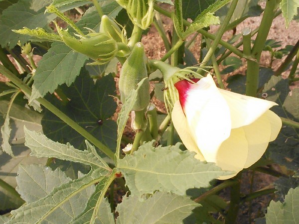 600x450 Hiding, in Okra hiding, by John S. Quarterman, for OkraParadiseFarms.com, 1 August 2014