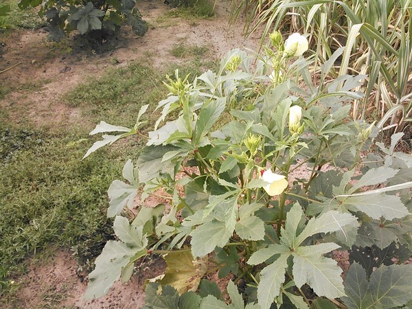 600x450 Other side, in Okra hiding, by John S. Quarterman, for OkraParadiseFarms.com, 1 August 2014